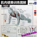 [肌肉健美训练图解].（法）德拉威尔.扫描版第一版+第二版